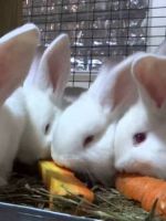 Как правильно кормить кроликов - простые советы для начинающих кролиководов