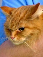 Мочекаменная болезнь у котов - первые симптомы и методы лечения