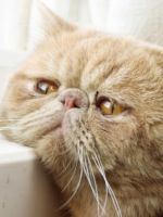 Глисты у кошек - как можно вывести паразитов, самые действенные средства