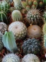 Как поливать кактус - простые советы по уходу для здорового роста растения