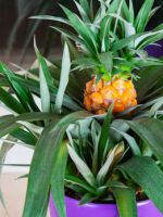 Как вырастить ананас дома из верхушки - полезные советы для новичков