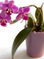 Как ухаживать за орхидеей в домашних условиях - основные нюансы, касающиеся выращивания