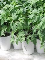 Выращивание рассады томатов в домашних условиях - тонкости правильной посадки и пикировки