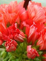 Герань тюльпановидная - правила ухода за особенным видом пеларгонии