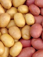 Сорта картофеля - как выбрать самый лучший сорт для своего участка?