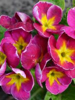Цветок примула - уход в домашних условиях, особенности размножения и выращивания
