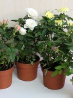 Как ухаживать за комнатной розой - простые правила выращивания и ухода