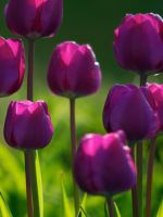 Как ухаживать за тюльпанами - простые правила успешного выращивания