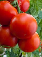 Детерминантный сорт томатов, что это такое - в чем его преимущества и недостатки?