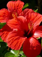 Цветок гибискус - простые правила выращивания в домашних условиях