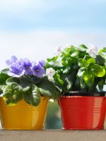 Комнатные цветущие цветы - лучшие виды, которыми можно украсить свой дом