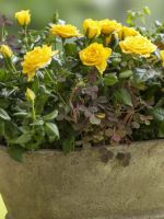 Комнатная роза - уход в домашних условиях, простые правила успешного выращивания