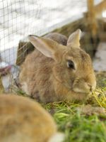 Разведение кроликов в домашних условиях для начинающих - полезные советы и рекомендации