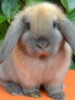 Кролик вислоухий баран - основные правила для домашнего содержания