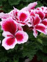 Пеларгония - уход в домашних условиях, простые советы для выращивания комнатного цветка