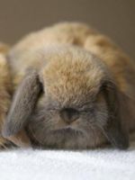 Сколько живут кролики - как долго способен прожить среднестатистический домашний кролик?