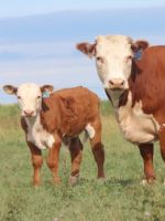 Симментальская порода коров - особенности породы, плюсы и минусы содержания