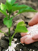 Азотные удобрения - значение для растений, как правильно применять на огороде?