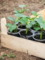 Как правильно посадить огурцы на рассаду - важные правила, которые обеспечат хороший урожай