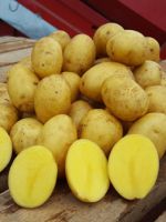 Картофель «Гала» - характеристики сорта, особенности выращивания