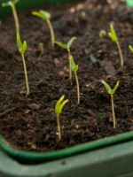 Как посадить огурцы на рассаду правильно и обеспечить хороший урожай?