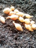 Когда сажать лук севок в открытый грунт - важные правила выращивания