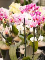 Как размножить орхидею в домашних условиях - способы, которые нужно знать новичкам