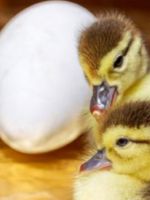 Инкубация гусиных яиц - как получить выводок здоровых гусят в домашних условиях?