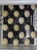Инкубация утиных яиц - как гарантировано получить здоровый выводок утят?