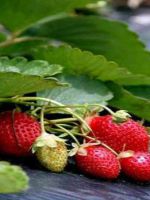 Земляника садовая - как вырастить полезную ягоду в огороде?