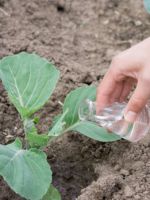 Чем подкормить капусту после высадки в грунт - самые лучшие методы и средства