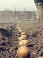 На какую глубину сажать картофель - полезные советы бывалых садоводов