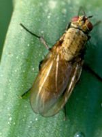 Луковая муха, как с ней бороться - самые эффективные средства