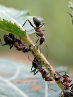 Народные средства от муравьев в огороде - способы, которые действительно помогают