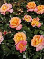 Чайно-гибридные розы - особенности посадки и ухода