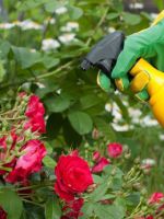 Чем подкормить розы в июне - самые лучшие методы и средства