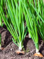 Чем подкормить лук - важные правила для хорошего урожая