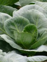 Чем подкормить капусту - удобрения, которые помогут получить хороший урожай
