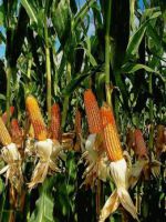 Выращивание кукурузы - как обеспечить себе хороший урожай?