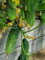 Как выращивать огурцы в открытом грунте - важные правила для хорошего урожая