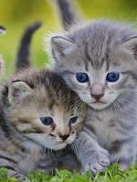 Мильбемакс для котят - показания, способ применения и побочные действия