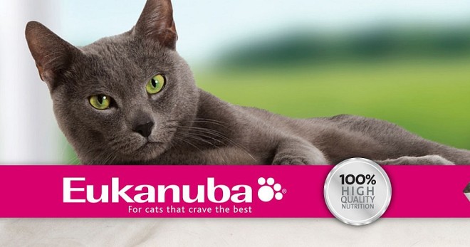Эукануба (Eukanuba) для кошек: обзор всех линеек корма, таблицы