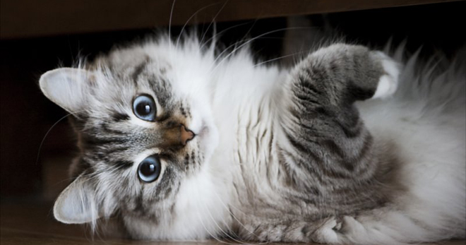 Сибирская порода кошек - описание породы, характер