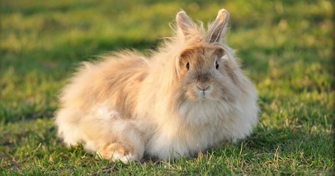 Миксоматоз у кроликов - симптомы болезни и методы ее лечения