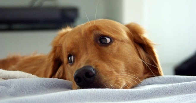 Эпилепсия у собак - как распознать опасное состояние у питомца?