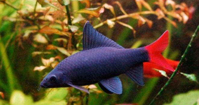 Аквариумная рыбка лабео - советы по уходу любителям экзотики