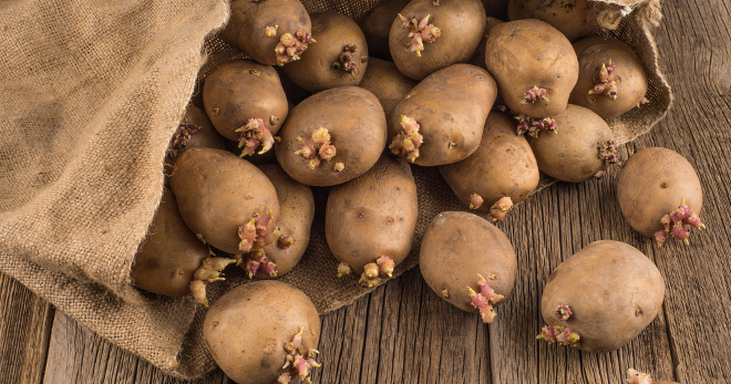 Выращивание картофеля - важные правила и популярные методы