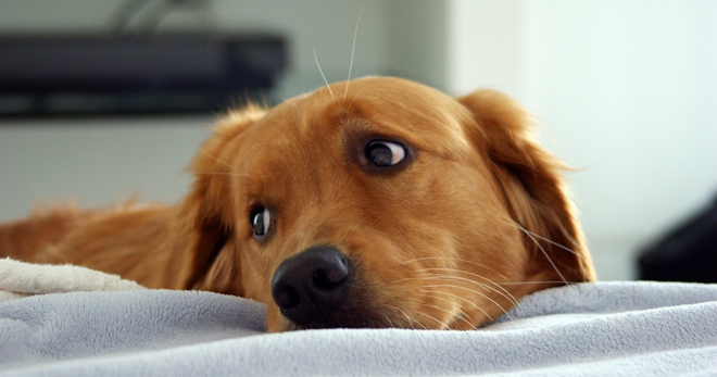 Глисты у собаки - симптомы и лечение от паразитов