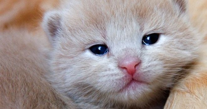 Почему у котенка слезятся глаза - самые распространенные причины