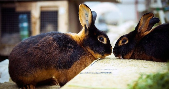 Кролики породы рекс - важные рекомендации по содержанию